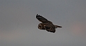 Short-eared owl - I